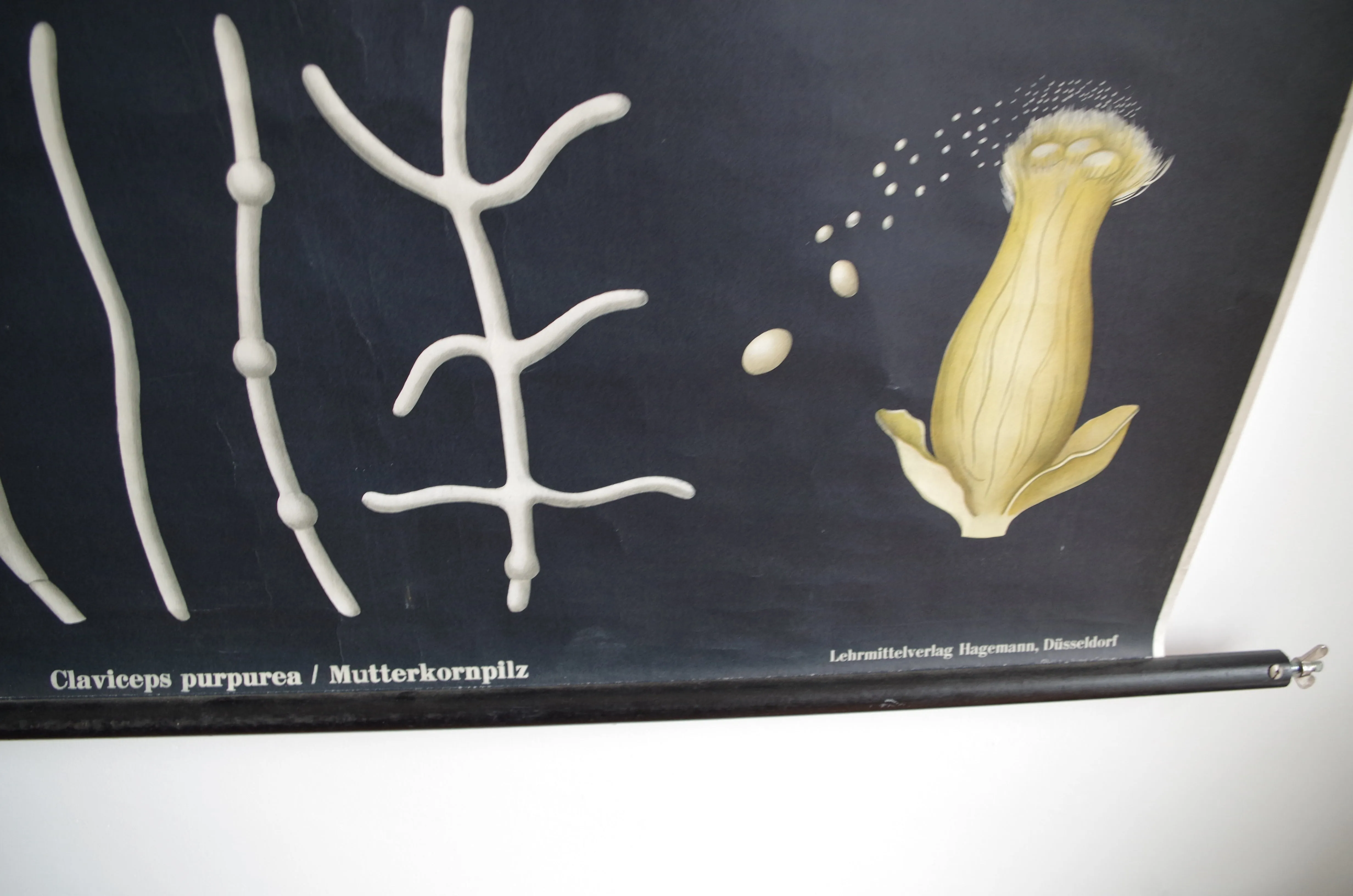 1960's Jung-Koch-Quentell German Educational Chart - Claviceps Purpurea 'Ergot' No.4