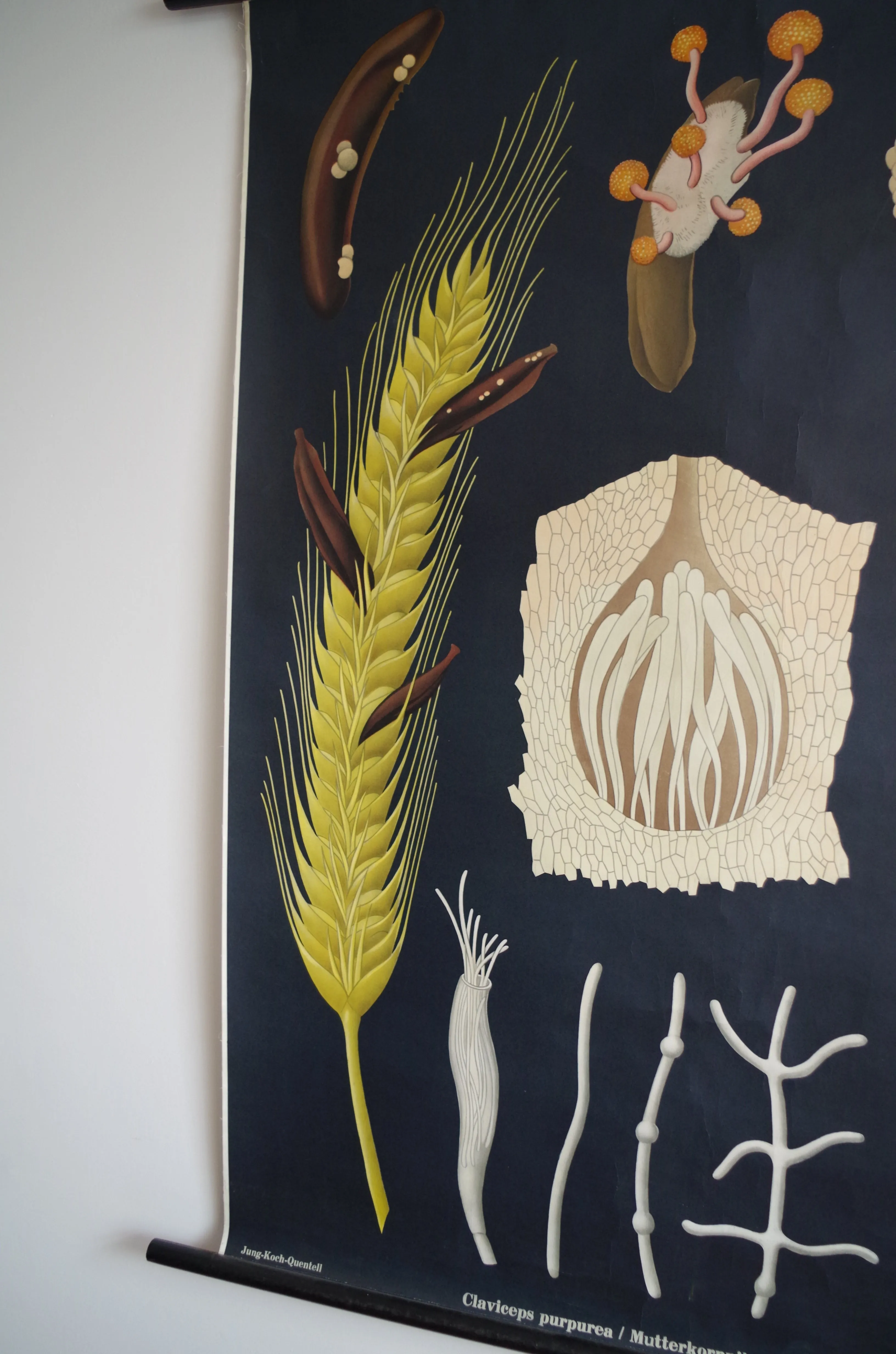 1960's Jung-Koch-Quentell German Educational Chart - Claviceps Purpurea 'Ergot' No.4