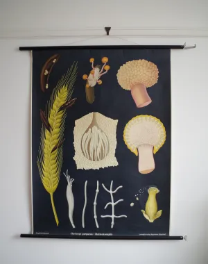 1960's Jung-Koch-Quentell German Educational Chart - Claviceps Purpurea 'Ergot' No.4