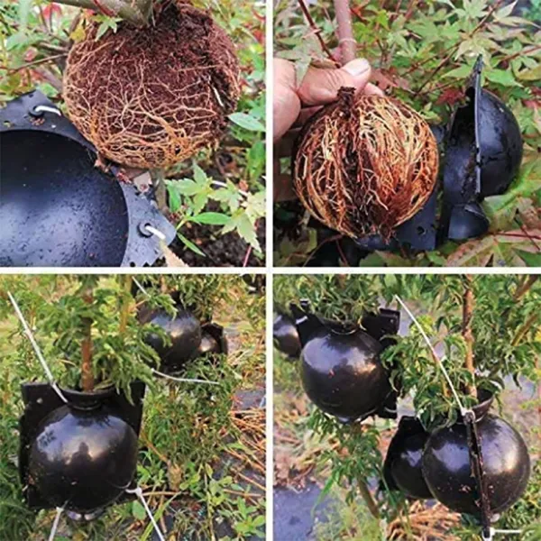 5 5 FREE | RootPro™ Root Balls for Plant Propagation