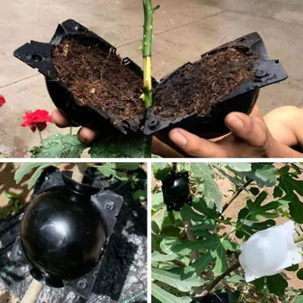 5 5 FREE | RootPro™ Root Balls for Plant Propagation