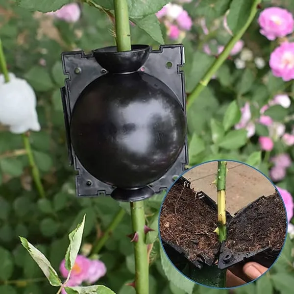 5 5 FREE | RootPro™ Root Balls for Plant Propagation