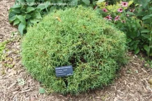 Thuja occidentalis 'Linesville' Mr Bowling Ball® Arborvitae
