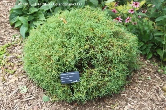 Thuja occidentalis 'Linesville' Mr Bowling Ball® Arborvitae