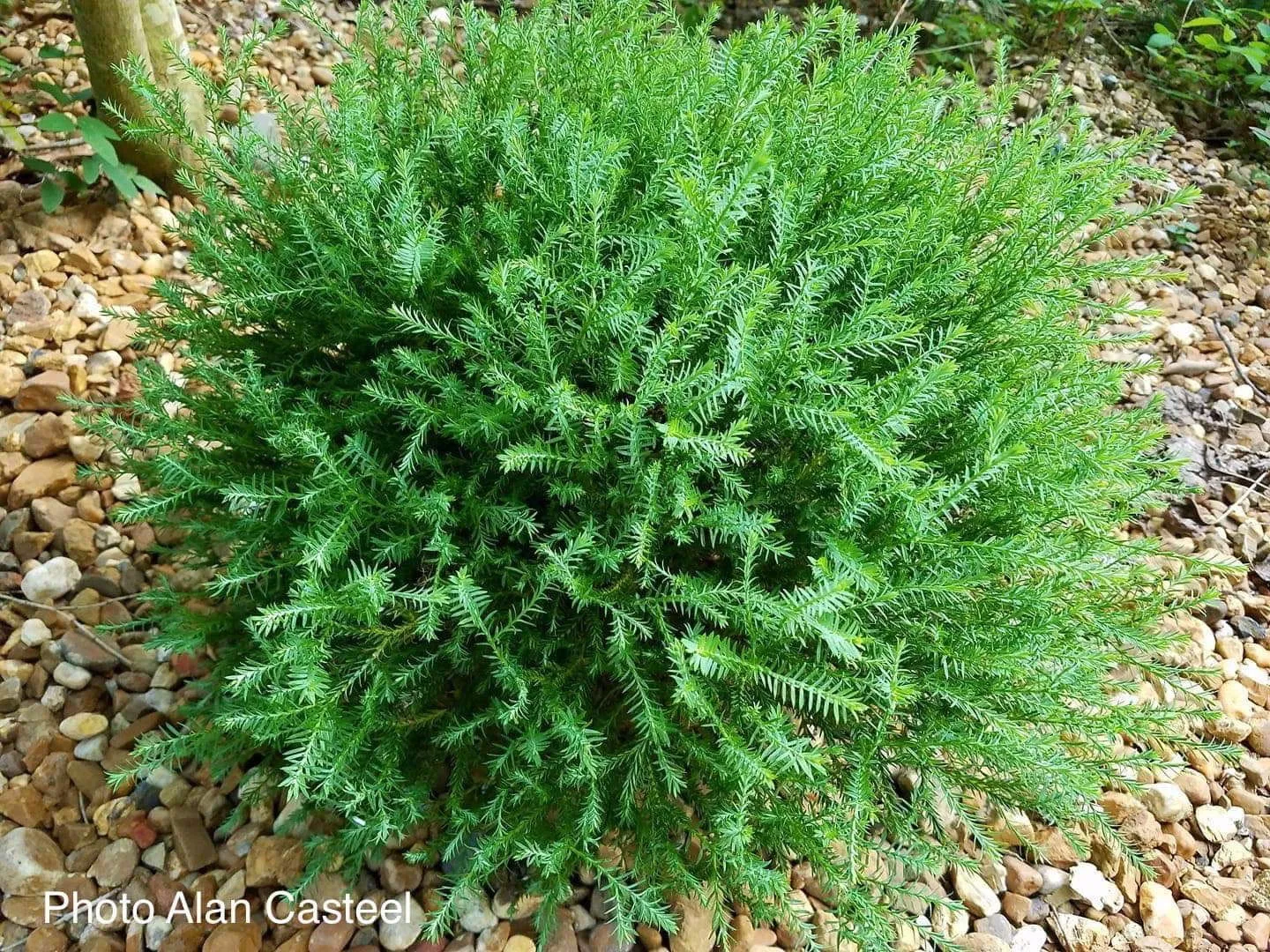 Thuja occidentalis 'Linesville' Mr Bowling Ball® Arborvitae